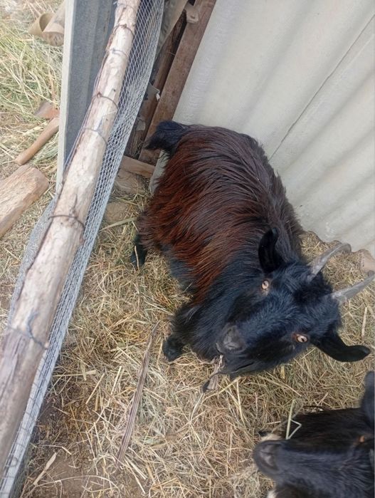 Echkilar sotiladi bugʻoz 3. Oyli