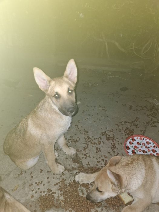 Căței metiși husky/malinois