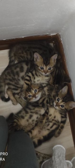 Бенгальские котята