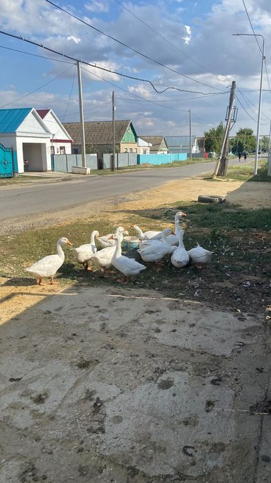 Продам Гусей 3х месячных