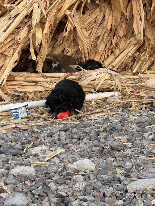 Отдам даром щенков