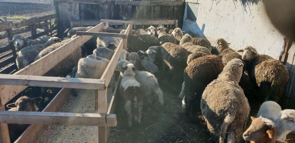 Vând oi cu miei și oi gestante