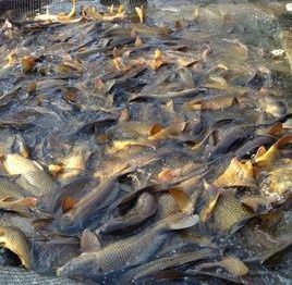 жива рыба карп сазан, разные размеры