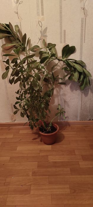 Комнатные растения