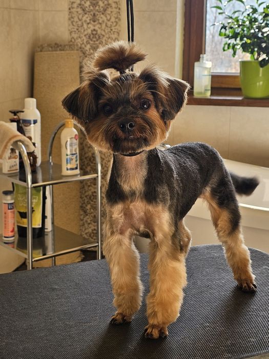 Стрижка собак и кошек.