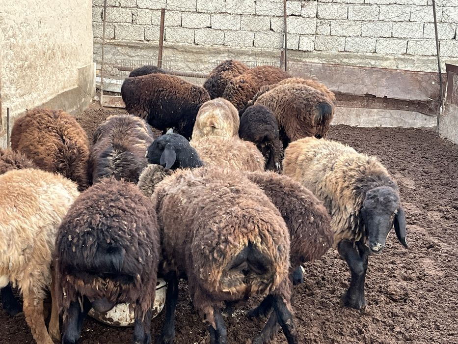 Семиз кошкарлар сатылады