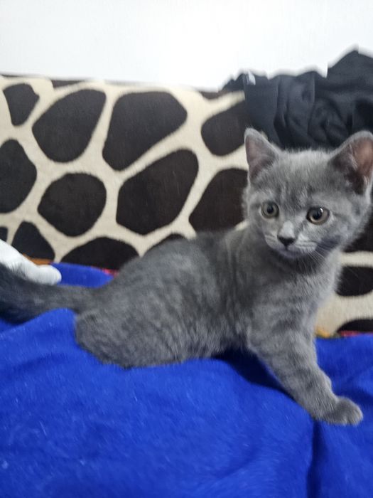 Британский котенок