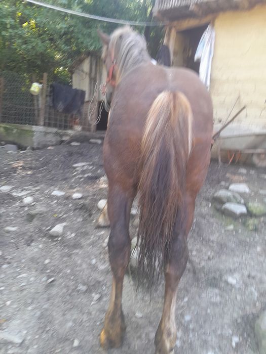 Vând mânza de 1 an