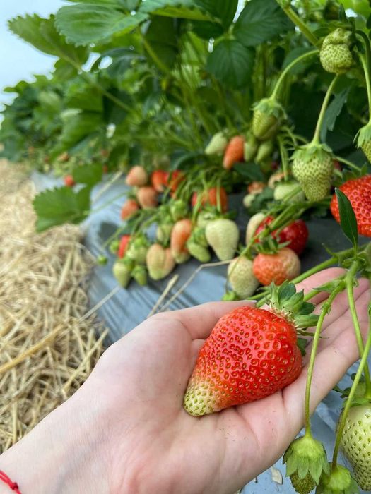 Vand stoloni soiul albion si diverse soiuri anuale Asia,Alba