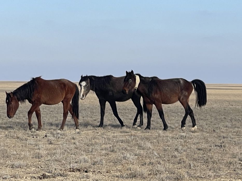 Донендер сатылады