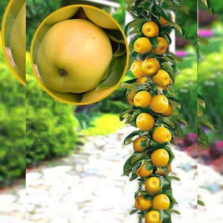 Pomi fructiferi columnari