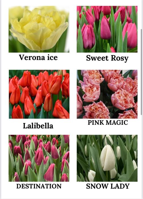 Тюльпаны оптом и Алматы