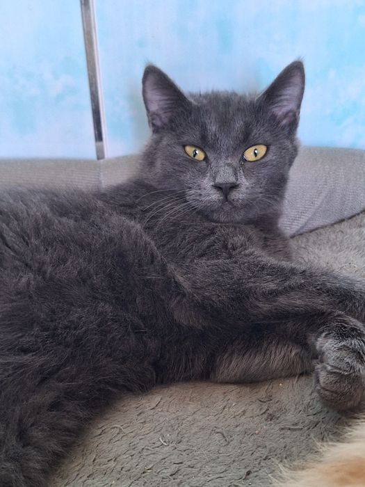 Отдам в хорошие руки