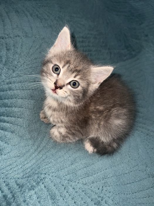 Шотландец мальчик 1,5 месяца