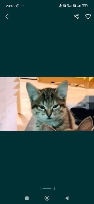 Котята ищат дом.