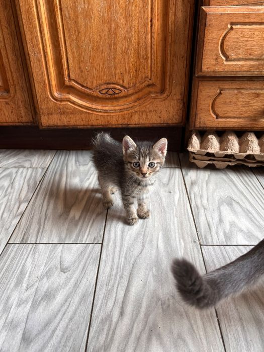 Отдам котят в добрые руки