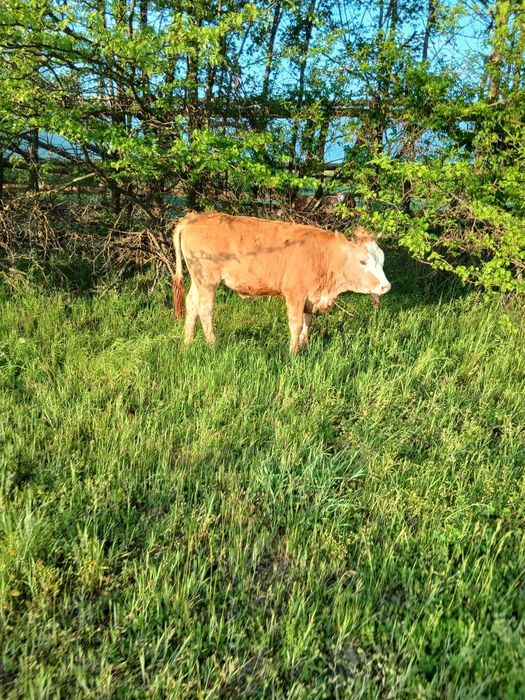 Vând doua vitele de 7-8luni, vaca