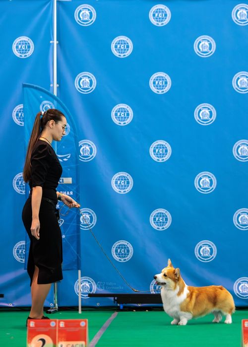 Щенки вельшкорги пемброк