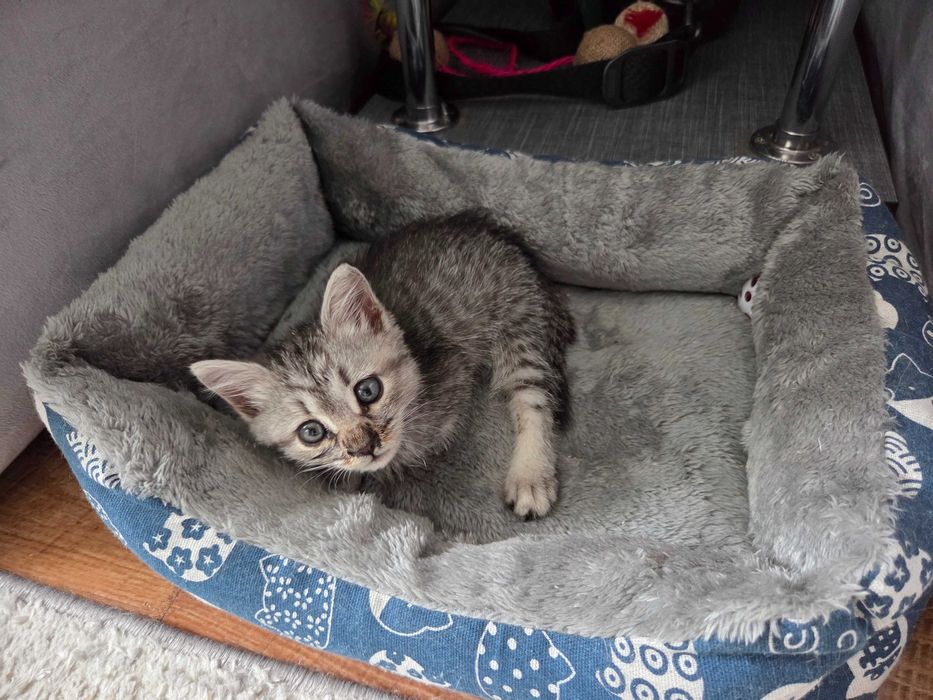 Котеночек девочка в добрые руки
