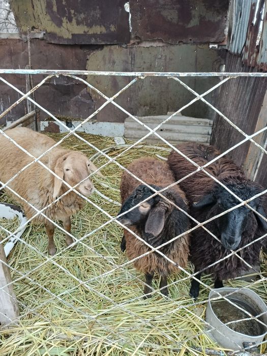 Продам баран хорошие