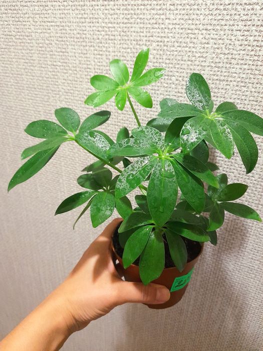 Продам Пиперомия вариегатная