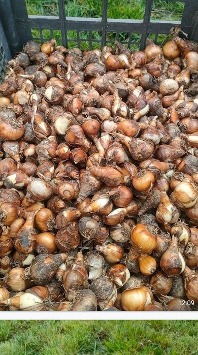 Bulbi narcise galbene