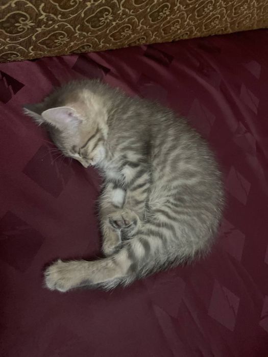 Кошка мушук сотилади 2 ойлик