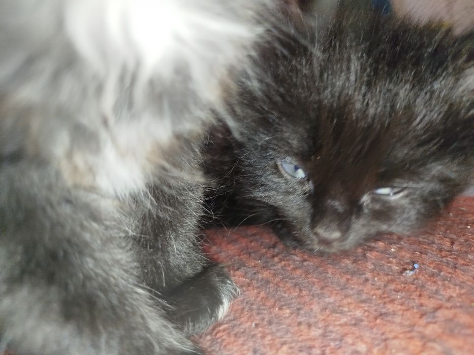 Отдам котят в хорошие руки