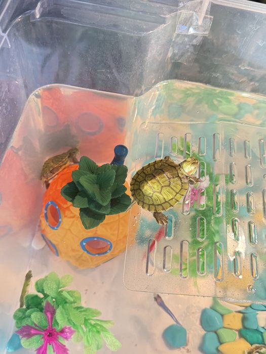 Черепаха красноухая