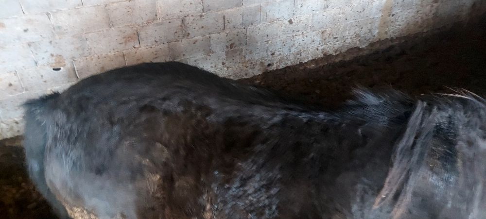 Астана қаласы илинка жылқылар сатылады