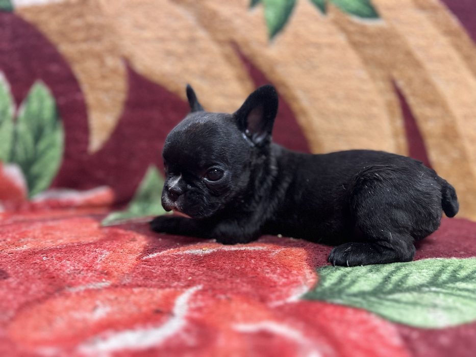 Продам щенка, францусзкий бульдаг девочка !!!