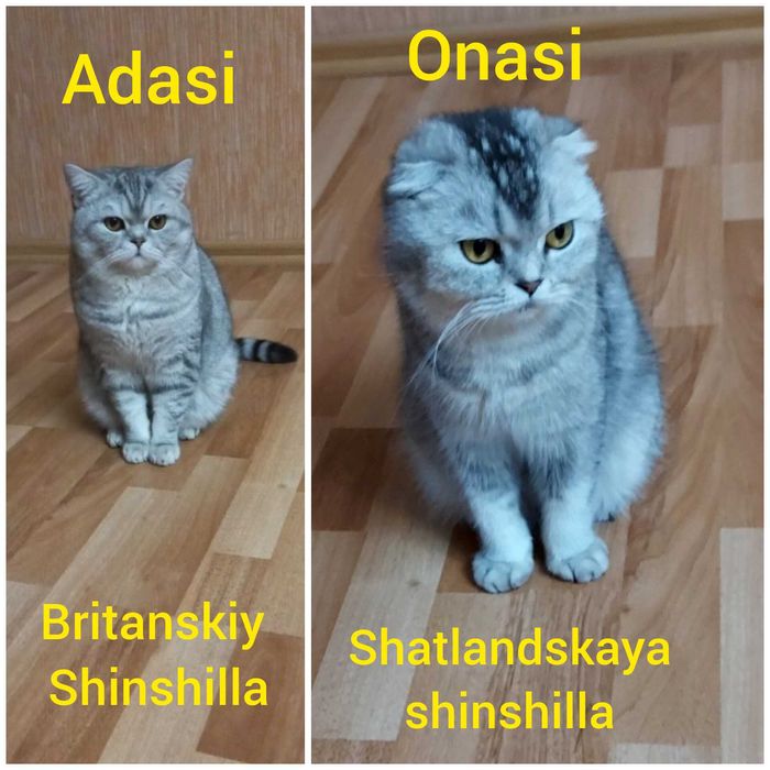 Продается котята Shinshilla mushuk bolalari sotiladi!!