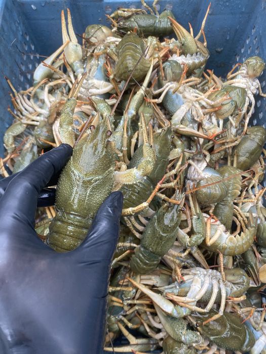 Раки - чистые, отборные!