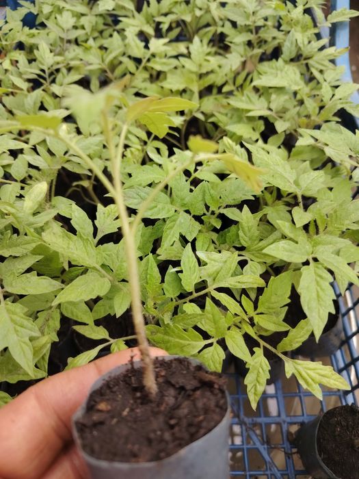 Răsaduri roșii, kapia, gras, castraveți