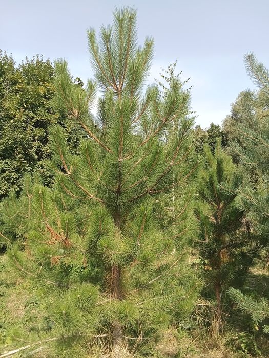 Сосна крымская 4+