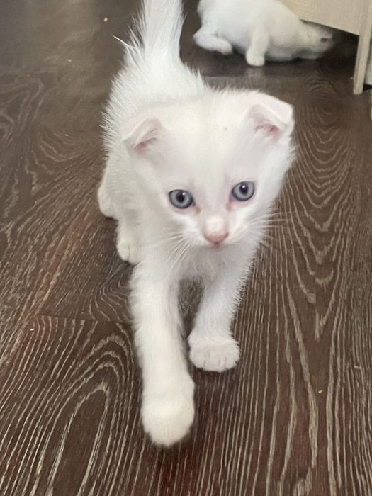 Котята очень красивые о пародистого кота