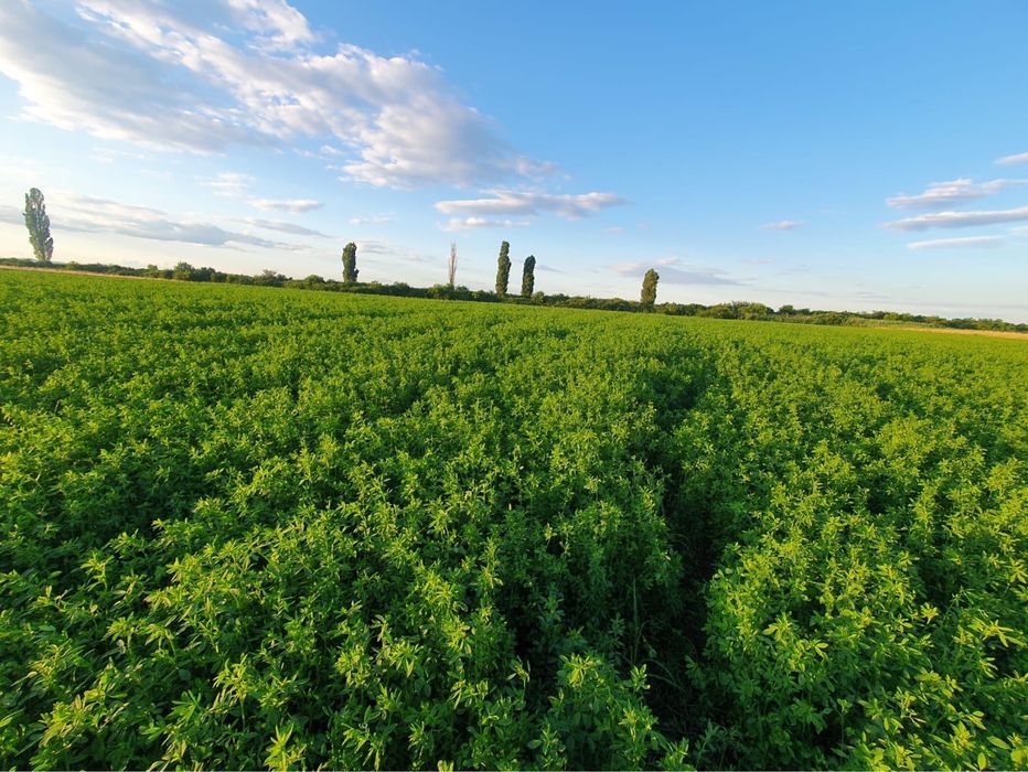 Baloti de Lucerna, Paie, Fan
