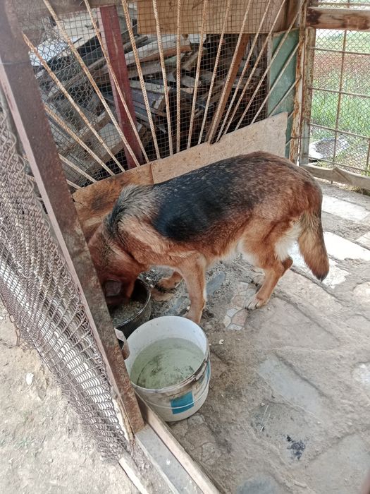 Щенки немецкой овчарки