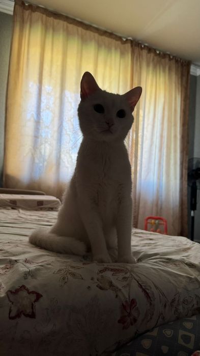 Срочно ищет дом котик Пушок