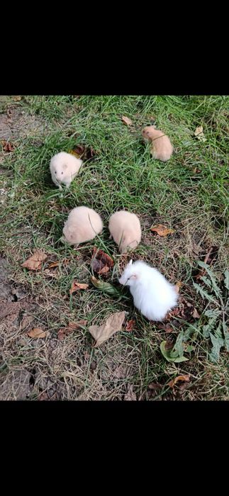 Hamsteri sirieni