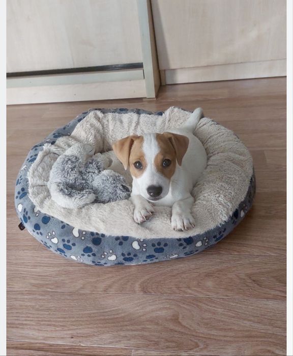 Продам щенка Джек Рассел терьер