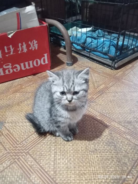 Британские   котята