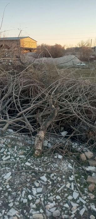 Продается Дрова сухие У́тинлар сотилади