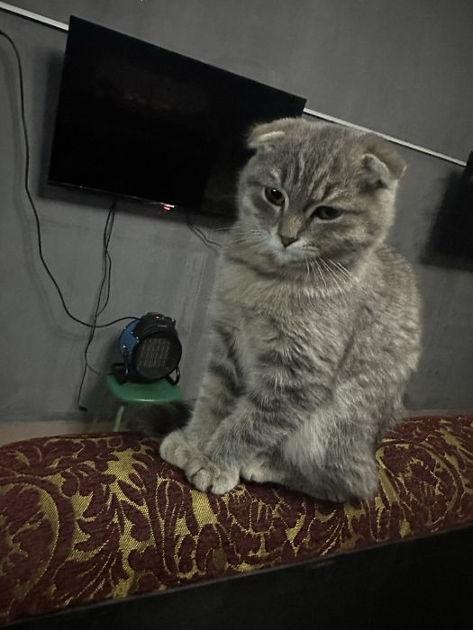 mushuk sotiladi damashni mushuk koshka