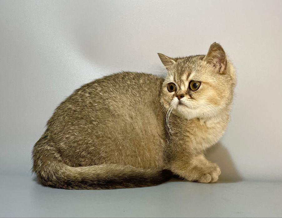 Продается золотой мальчик.