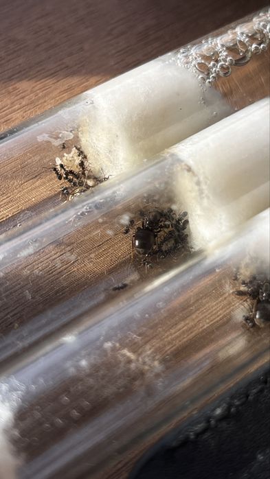 Муравьи, садовые lasius niger