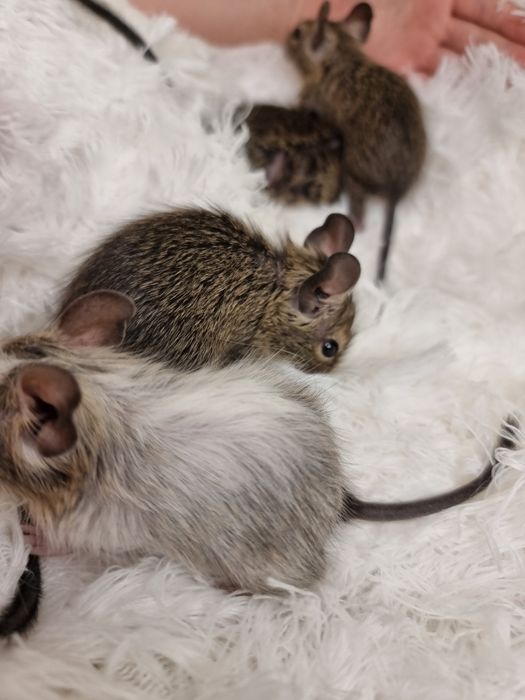 Бельчата - малышата Дегу