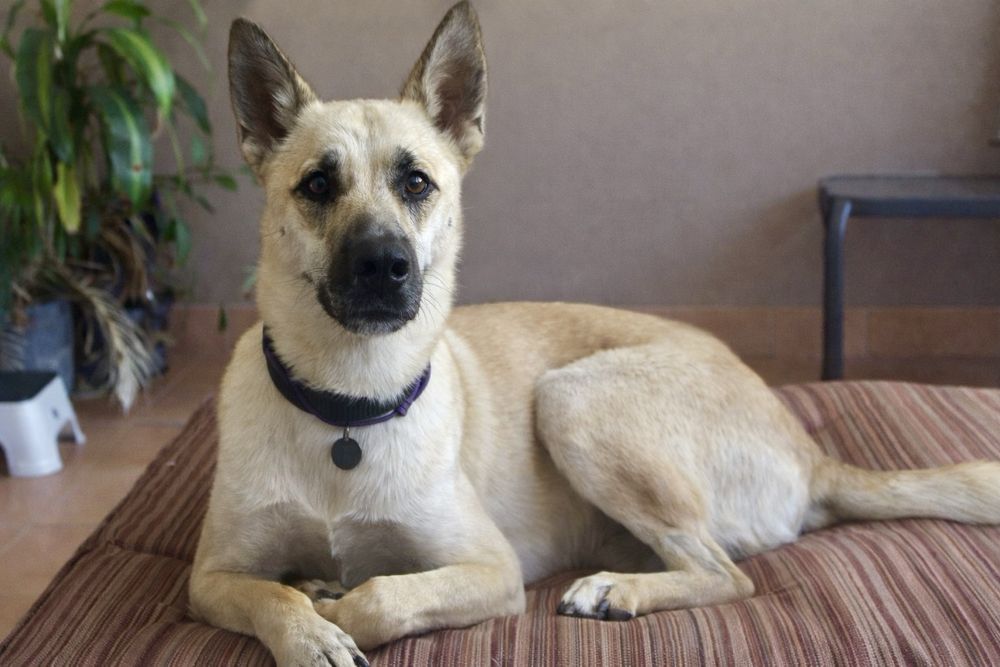 Пес Арчи в поисках дома