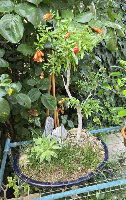 Bonsai Rodiu cu Flori  si Fructe