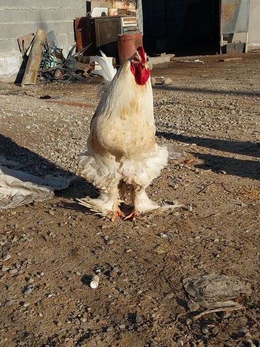 Яйца инкубационные